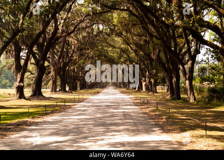 La pittoresca strada fiancheggiata da più di quattrocento querce vive che pendono su Oak Avenue conduce direttamente al sito storico di Wormsloe e piantagione Foto Stock