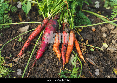 Fresche raccolte colorato le carote di terreno sul terreno. Agricoltura Agricoltura concetto. sano cibo organico. close up Foto Stock
