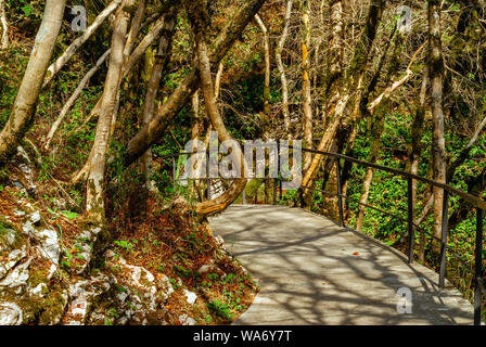 Pavimentazione in legno sul percorso turistico attraverso la reliquia yew-bosso grove Foto Stock