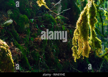 Tree lichen crescente sui rami nella luce del sole su un ombroso sfocata sfondo naturale Foto Stock