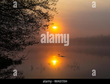 Con cappuccio femmina merganser decollare da un deserto lago durante la mattina presto all'alba. Foto Stock