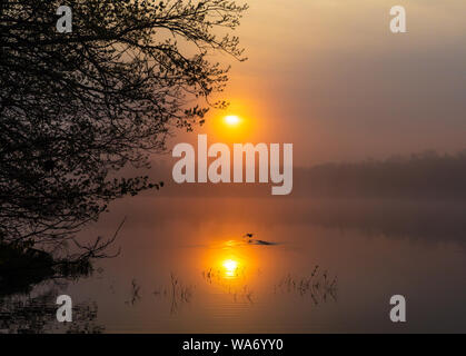 Con cappuccio femmina merganser decollare da un deserto lago durante la mattina presto all'alba. Foto Stock