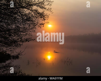 Con cappuccio femmina merganser decollare da un deserto lago durante la mattina presto all'alba. Foto Stock