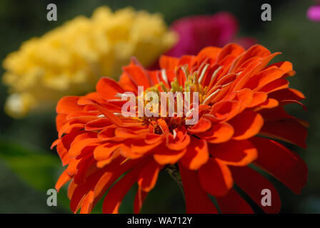 Zinnias di diversi colori fiorì nel giardino estivo Foto Stock