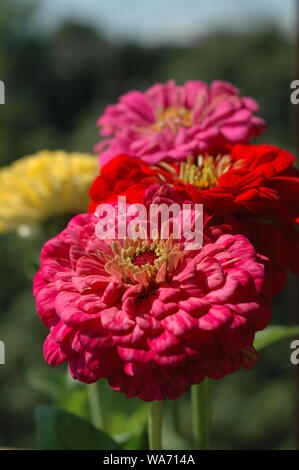 Zinnia bouquet di diversi colori closeup. Profondità di campo Foto Stock