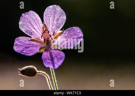 Incredibile blu brillante fiore di geranio (Geranium pratense) con gocce di rugiada closeup nella luce del sole su uno sfondo scuro Foto Stock