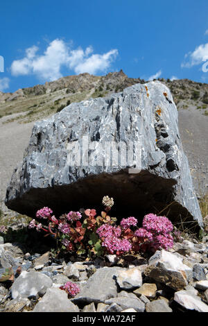 Il rosso rockfoils Sedum ewersii nelle highlands. Foto Stock