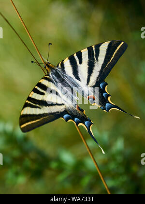 Southern scarse a coda di rondine (Iphiclides feisthamelii) femmina butterfly sbarcati in un prato (Bohí valley, Alta Ribagorza, Lleida, Pirenei, Cataluña) Foto Stock