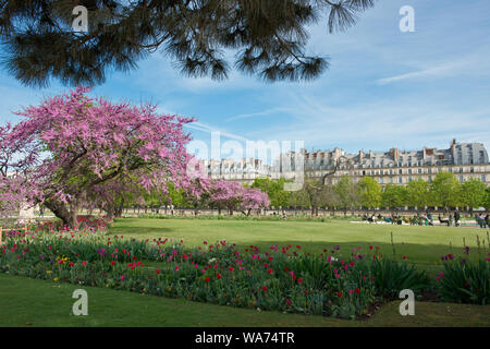 La ciliegia blosssum in giardini paesaggistici di Jardin des Tuileries. Trimestre Tuileries, Parigi, Francia Foto Stock