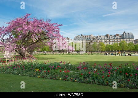 La ciliegia blosssum in giardini paesaggistici di Jardin des Tuileries. Trimestre Tuileries, Parigi, Francia Foto Stock