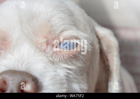 Chiudere fino all'occhio di un vecchio cane bianco con malattia oculare, cane cieco. Cataratta o uveite malattie. Lhasa apso razza. Foto Stock