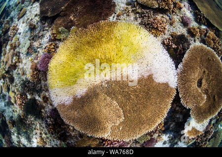 Un grande tavolo Coral (Acropora sp.) nel processo di decolorazione dovuta al riscaldamento globale e i cambiamenti climatici Foto Stock