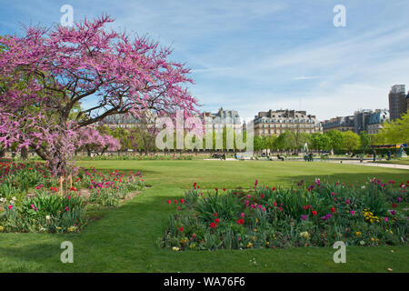 La ciliegia blosssum in giardini paesaggistici di Jardin des Tuileries. Trimestre Tuileries, Parigi, Francia Foto Stock