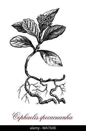 Cephaelis ipecacuana pianta flowering nativa per l'America centrale e del Sud; le radici sono usate per fare lo sciroppo di ipecac, un emetico potente.