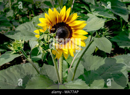 Un grande girasole sta di guardia su piccole gemme non aperti, come una madre premurosa per i suoi bambini Foto Stock