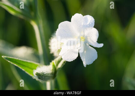 Silene latifolia, bianco campion macro di fiori messa a fuoco selettiva Foto Stock