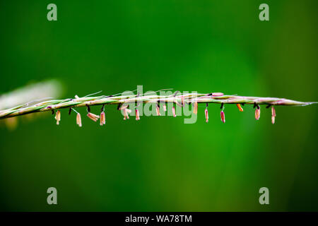 Macro Closeup lussureggianti Big Bluestem erba alta con lussureggiante foresta verde sfondo nella tarda estate del mese di agosto Foto Stock