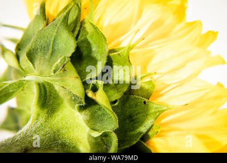 Girasole singola macro close up da dietro Foto Stock