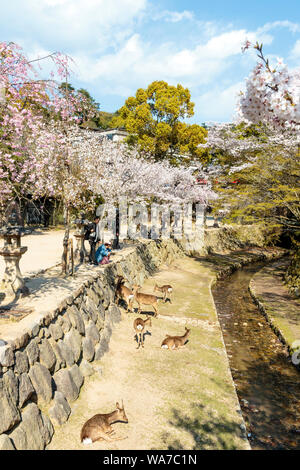 Il Giappone, l'isola di Miyajima. Piccolo ruscello lungo la strada con fila di fioritura di fiori di ciliegio. Cervo da fiume, di essere guardato da turisti sul terrapieno Foto Stock