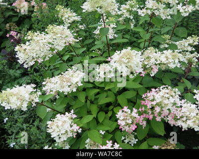 Hydrangea paniculata rubino o Angel's arrossire ha grandi orecchie di fiori di colore bianco con una tonalità tendente al rosa in estate. Foto Stock