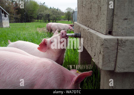 Rosa piglet bere dal beccuccio di irrigazione nel verde prato farm, Yarmouth Maine, Stati Uniti d'America Foto Stock