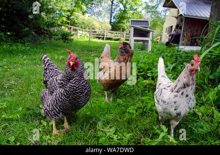 Tre galline colorate che sembrano sfacciate di fronte alla macchina fotografica in un'azienda agricola locale libera che si estende in un giorno d'estate, Yarmouth Maine, Stati Uniti Foto Stock