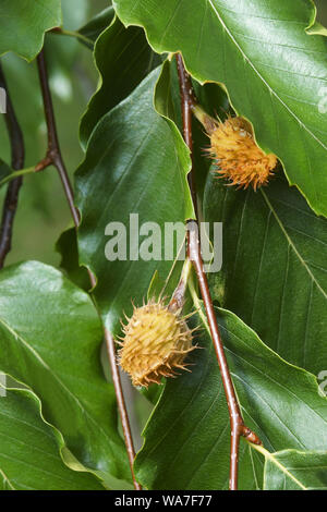 American faggio (Fagus grandifolia). Noto come il Nord America anche di faggio. Foto Stock