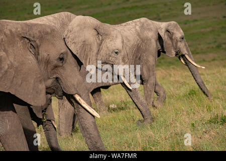 Ritratto di tre elefanti africani allineati nel Masai Mara, Kenya Foto Stock