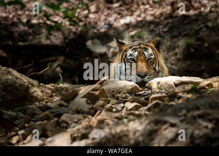 Un coraggioso e bello cercando royal bengal wild tigre maschio verticale con un contatto visivo.maschio adulto a Tiger è bella la criniera e la barba di Ranthambore Foto Stock