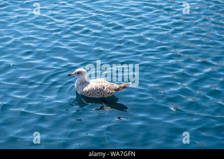 Aringhe giovani gabbiano (larus agentatus) sul lago in barca sul lungomare di Hastings, East Sussex, Regno Unito Foto Stock