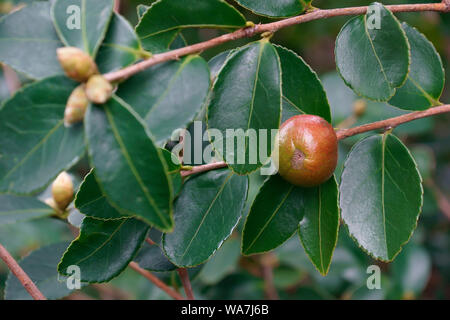 Lu Shan neve olio di tè Camelia (Camellia oleifera Lu Shan neve) Foto Stock