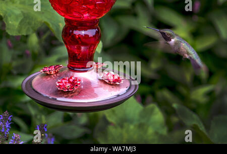 Un minuscolo colibrì si aggira nei pressi di un alimentatore per deliziosi nettare Foto Stock