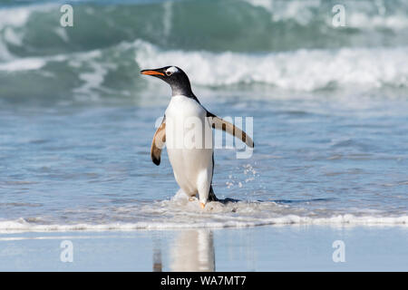 Wild, adulto pinguino Gentoo, Pygoscellis papua, emergenti dal surf al collo, Saunders Island, nelle Isole Falkland, Sud Atlantico Foto Stock