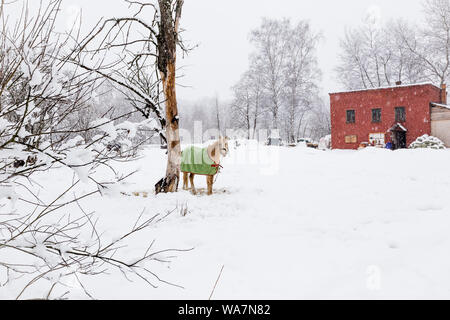 Cavallo al pascolo in un campo invernale indossando un tappeto per proteggere dalle intemperie. Foto Stock