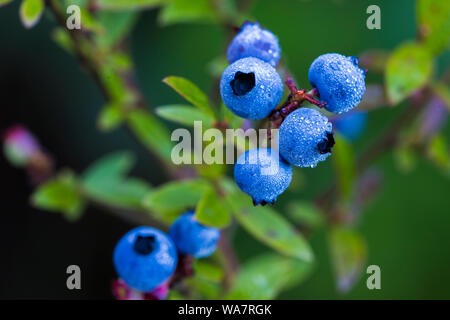 Vaccinium angustifolium, comunemente noto come il Wild lowbush mirtillo macro shot con gocce di rugiada Foto Stock