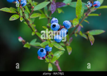 Vaccinium angustifolium, comunemente noto come il Wild lowbush mirtillo macro shot con gocce di rugiada Foto Stock