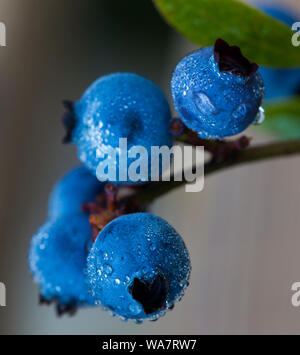 Vaccinium angustifolium, comunemente noto come il Wild lowbush mirtillo macro shot con gocce di rugiada Foto Stock