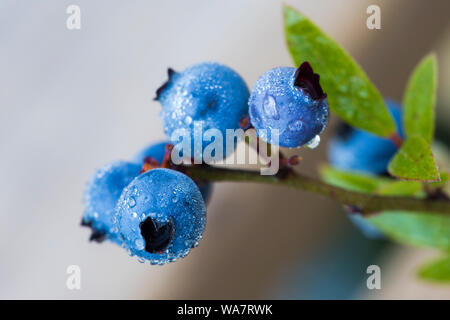 Vaccinium angustifolium, comunemente noto come il Wild lowbush mirtillo macro shot con gocce di rugiada Foto Stock