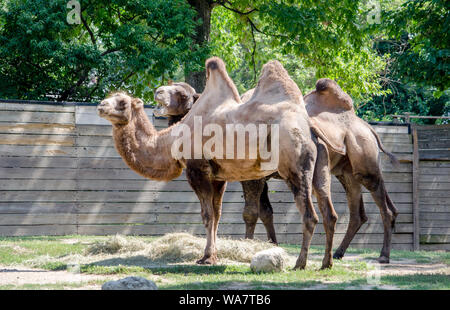 Bactrain cammelli in un habitat allo zoo Foto Stock