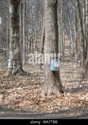 Borse e secchi appendere da acero nottolini, per raccogliere sap per lo sciroppo d'acero Foto Stock