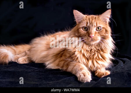 Bella orange tabby cat in posa su un nero di massa posteriore Foto Stock