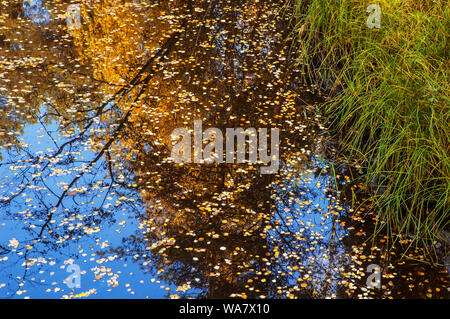 Foglie di autunno che galleggia sulla superficie dell'acqua Foto Stock