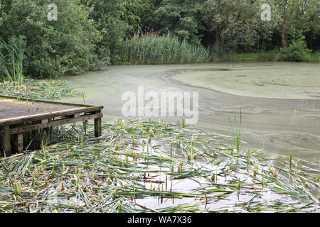 Piattaforma di pesca e canne su un oscuro pond. Foto Stock