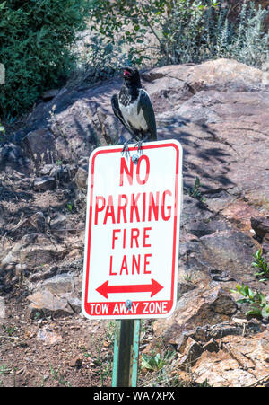 Un uccello cheeky rumorosamente annuncia egli potrà parcheggiare in qualsiasi luogo egli darn bene vuole! Foto Stock