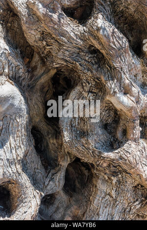 Vecchio legno ritorto di un albero di olivo Foto Stock