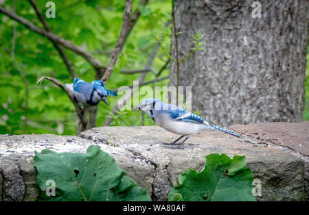 Un blue jay vola in per soddisfare il suo compagno, chi è in piedi su un muro di pietra nel giardino. Entrambi i maschi e femmine hanno lo stesso aspetto, tuttavia il maschio è più piccolo Foto Stock