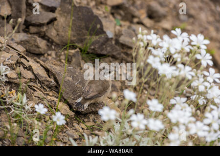 Il flycatcher macchiato (Muscicapa striata) è un piccolo uccello passerino. Flycatcher macchiato a terra. Uccelli europei Foto Stock