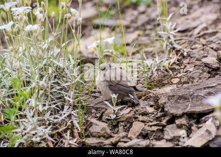 Il flycatcher macchiato (Muscicapa striata) è un piccolo uccello passerino. Flycatcher macchiato a terra. Uccelli europei Foto Stock