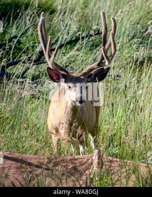 Un audace buck guarda nella telecamera come egli si erge in erba alta nel Parco Nazionale delle Montagne Rocciose Foto Stock