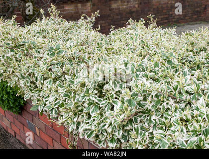 Euonymus o albero di mandrino Emerald Gaiety essendo utilizzato per creare una siepe formale è un arbusto sempreverde che è completamente hardy Foto Stock